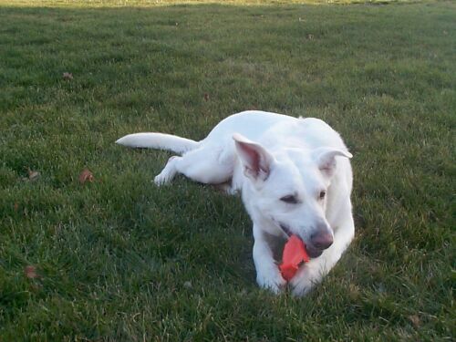 Frisbee Wow!