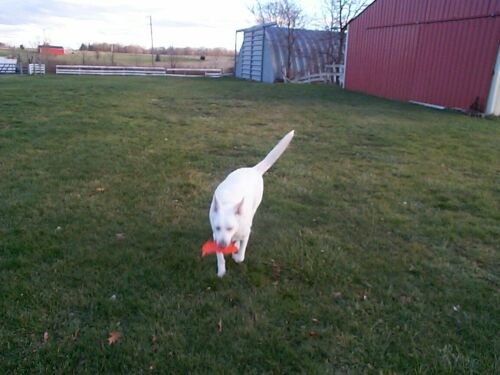 Got Frisbee?